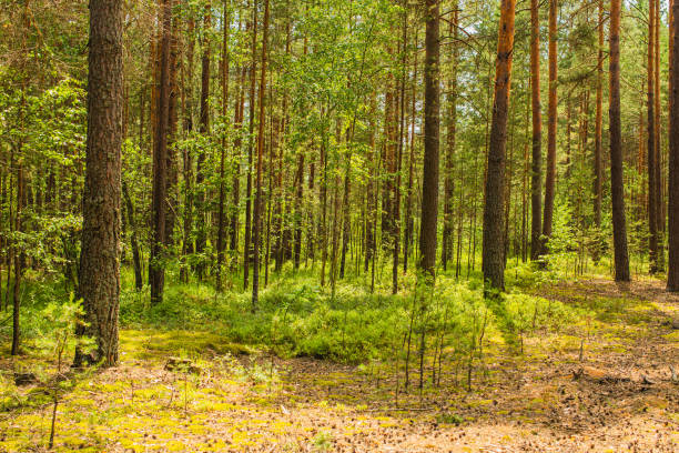 Pine forest. Woodland