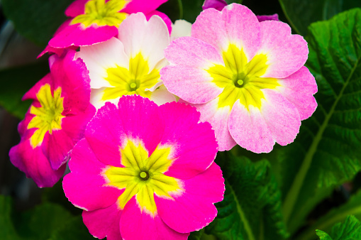 Close up of primrose flowers in shades of pink and white.