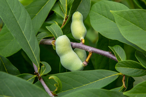 Unripe fruit of a Pawpaw on the tree