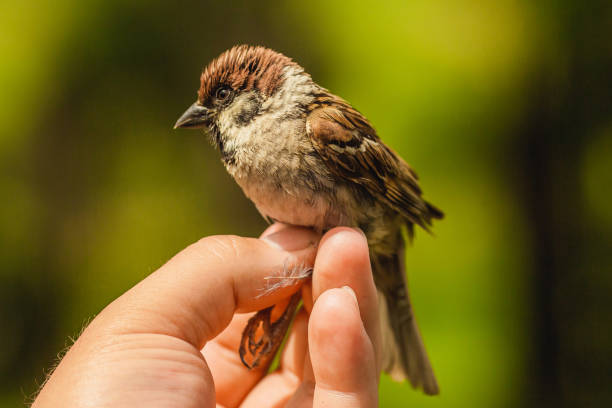 Bird banding. Ornithology.