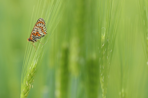 A butterfly melitaea didyma on a poppy flower  in spring at sunset