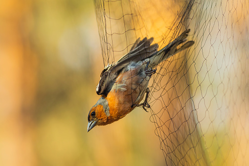 Bird in net. Ornithology.