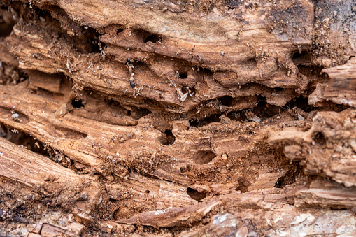 Tree Trunk Eaten By Insects. Natural old tree texture. Top view of the bark of a tree. Wood surface defects and fibers close up.