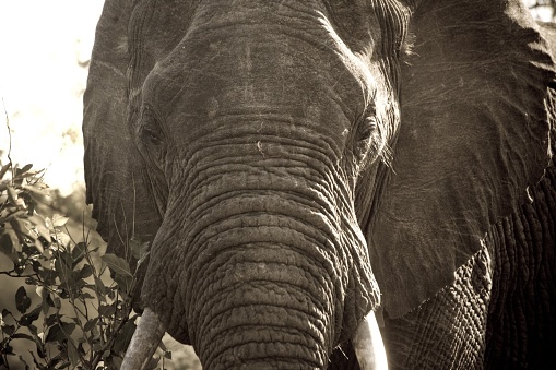 Up close image of a large African elephant in the wild, Standing next to a Tree looking straight ahead.