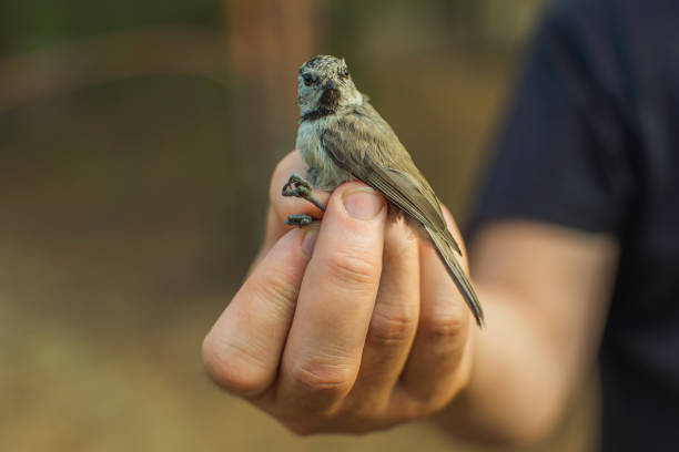 Bird banding. Ornithology.