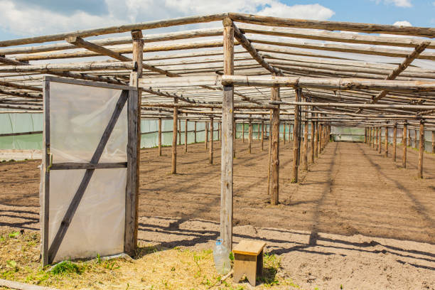 Greenhouse. Farm