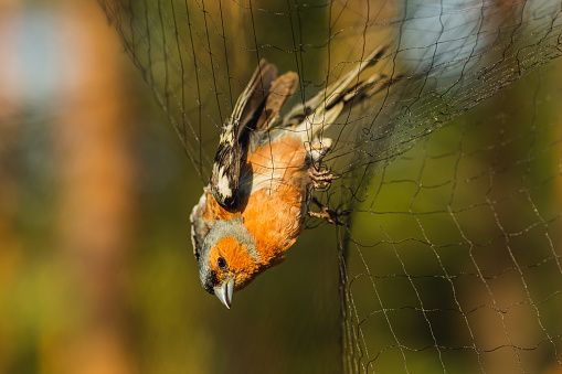 Bird in net. Ornithology.