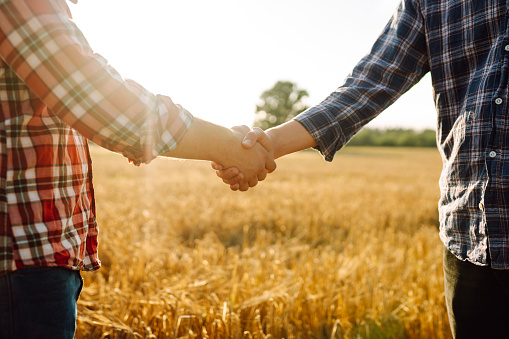 Two farmers shake hands after a fraction in a golden wheat field. Farm agreement. Negotiation. Agriculture concept.