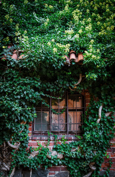 istock Gothic house and ivy plant 1983439630