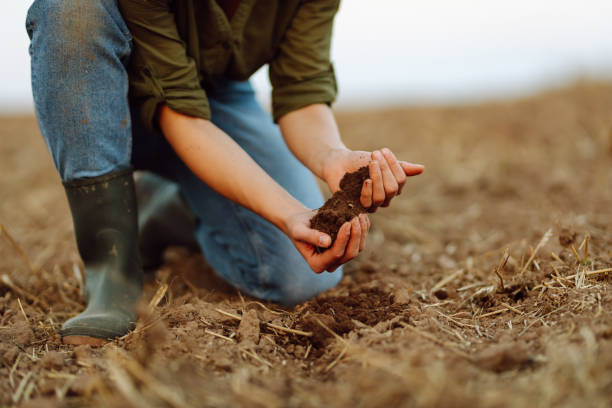 istock Farmer holding soil in hands close-up. 1983440141