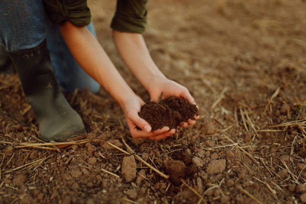 istock Farmer holding soil in hands close-up. 1983440145
