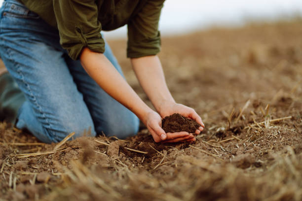 istock Farmer holding soil in hands close-up. 1983440155
