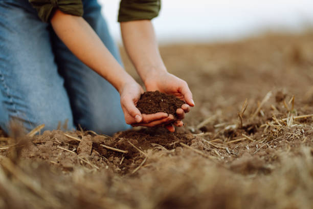 istock Farmer holding soil in hands close-up. 1983440157