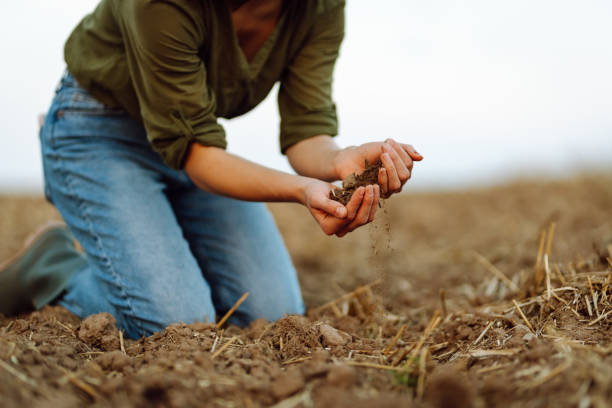 istock Farmer holding soil in hands close-up. 1983440158