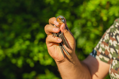 Bird banding. Ornithology.