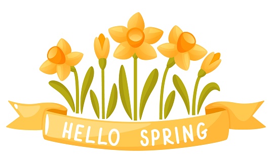 A bouquet of daffodils and a yellow ribbon with a handwritten inscription, hello spring. Vector illustration of early spring daffodil flowers. Festive banner, postcard poster with spring greetings.