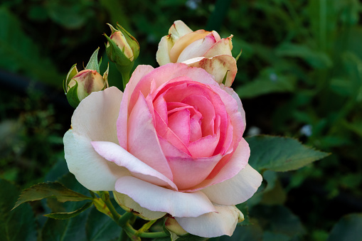 A rose flower of white and pink color in close-up on a background of foliage
