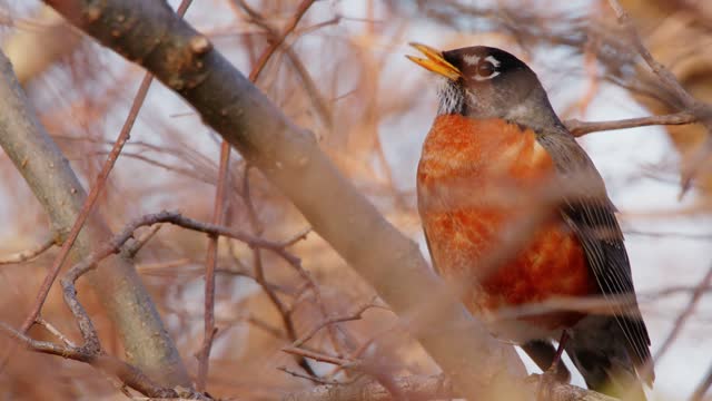 The American robin (Turdus migratorius) is a migratory songbird. Also known as the North American robin, it belongs in the thrush family, Turdidae