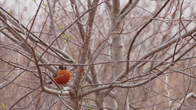 Footage of an American robin (Turdus migratorius) bird perched in a tree in Virginia North America