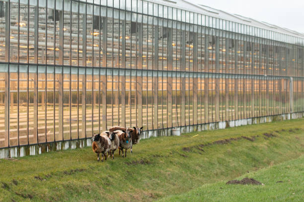 Dutch breed ‘Spotted sheep’, Sheep looking in the greenhouse. Greenhouse of gardener with spotted sheep in the meadow. funny looking scene of sheep next to gardener's greenhouse