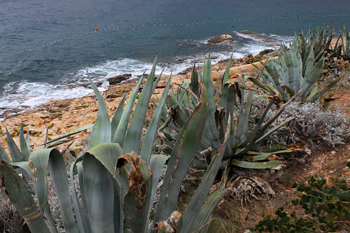 Rocky coast of bay of Jelsa with agaves, picturesque place of Hvar island, south Adriatic Sea, Croatia