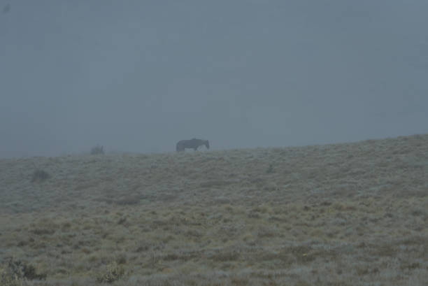 istock Brumby In The Morning Fog 1983553654