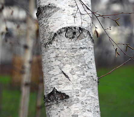 Silver Birch tree bark pattern that resemble surreal human faces. It's a phenomenon called pareidolia