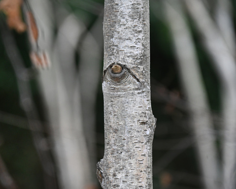 Silver Birch tree bark pattern that resemble surreal human faces. It's a phenomenon called pareidolia