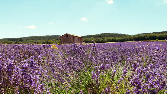 Lavender field in Provence, France.