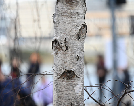 Silver Birch tree bark pattern that resemble surreal human faces. It's a phenomenon called pareidolia