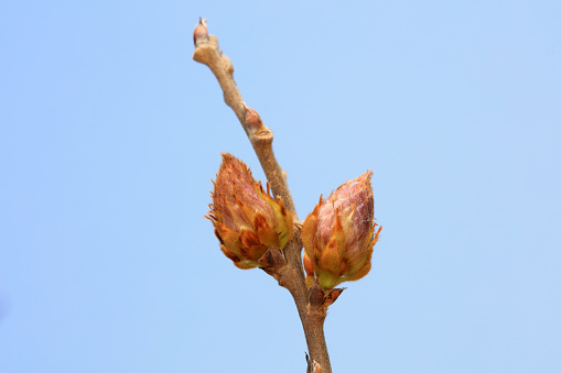 Beautiful Wisteria buds in the botanical garden, North China