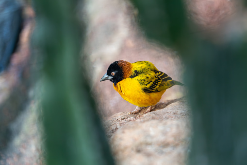 Skilled Village Weaver, Ploceus cucullatus, crafting intricate nests in the acacia trees of Sub-Saharan Africa, adding artistic charm to the savannah skies.