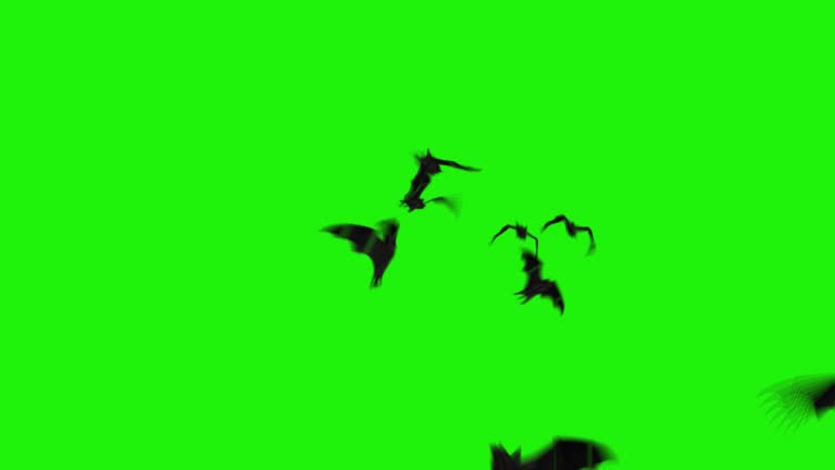 Realistic Bats Flying Toward Viewer Green Screen 4K Loop