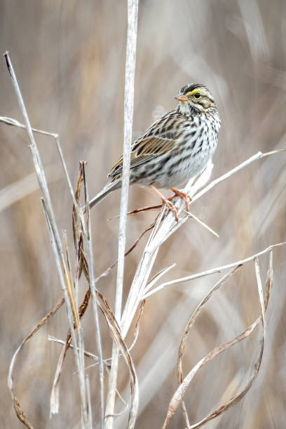 savannah sparrow - passerculus sandwichensis foto e immagini stock