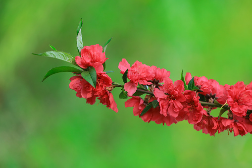 Blooming red flowers in the park, North China