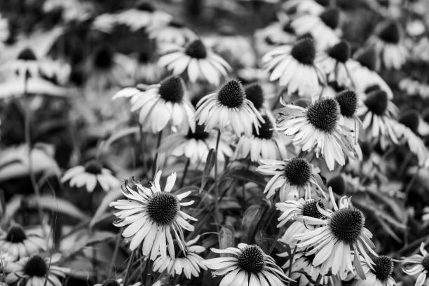 istock Field of flowers 1983685237