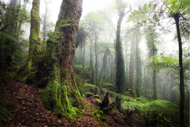 istock Lamington National Park hike 1983687863