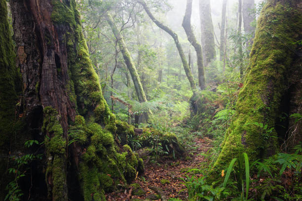 istock Lamington National Park hike 1983688669