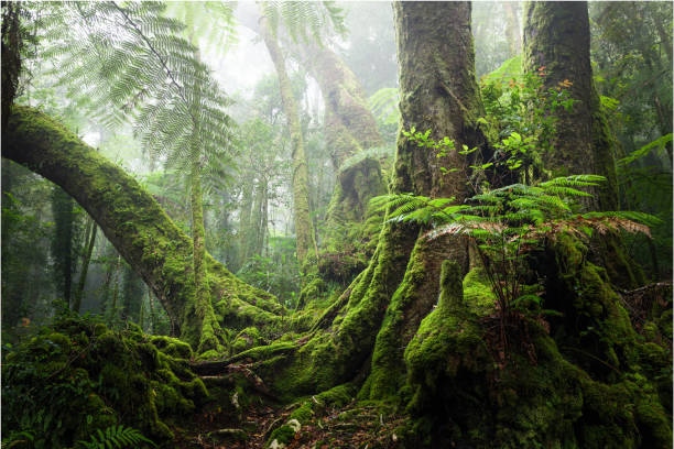 istock Lamington National Park hike 1983688773