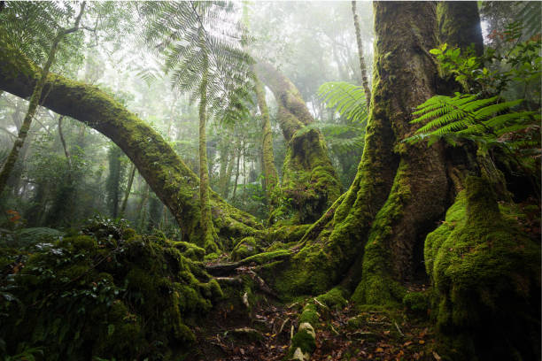 istock Lamington National Park hike 1983688912