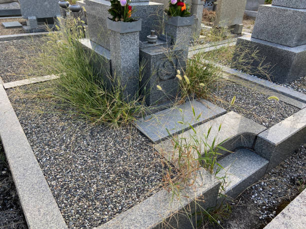 istock There are weeds around the grave 1983697756