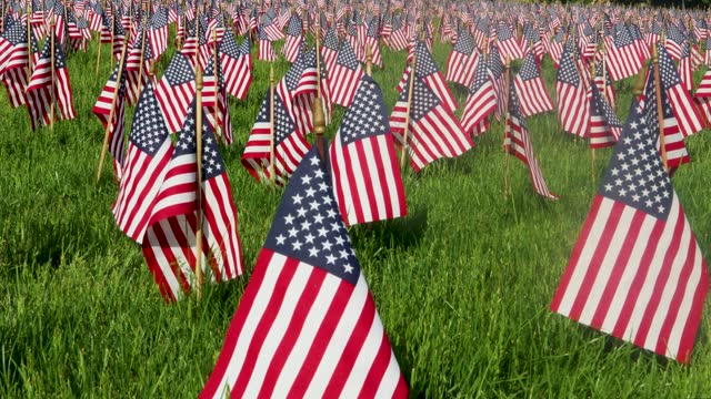 Fourth of July American Flags Flying in Grassy Field