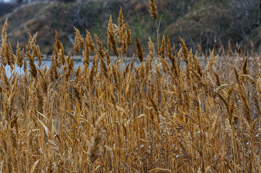 Phragmites australis - thickets of dry yellow reeds in Sukhoi estuary, Odessa region