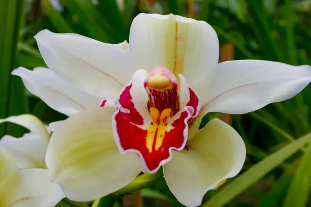 Phalaenopsis orchid blooming in a greenhouse, close-up