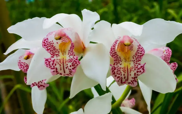 Phalaenopsis orchid blooming in a greenhouse, close-up