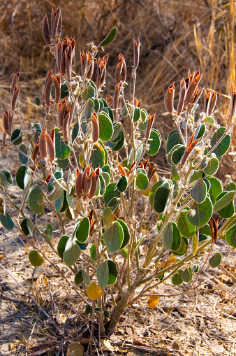 Senna pilosior - Stone desert, plants xerophytes, desert landscape of a dried up river bed in Texas in Big Bend National Park