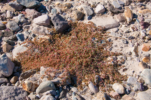 Stone desert, flowering plants xerophytes, desert landscape of a dried up river bed in Texas in Big Bend National Park, desert plants