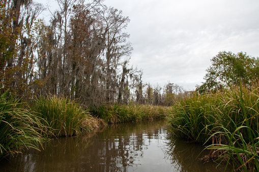 Swamp landscape, aquatic vegetation, swamp in Louisiana, USA
