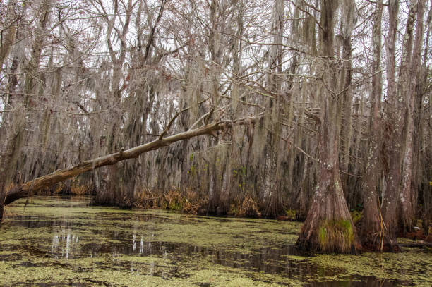 Spanish moss hanging from tree  in New Orleans, Louisiana