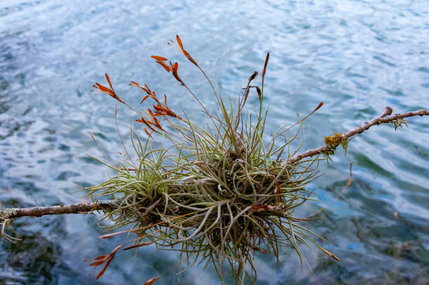 flowering bushes of the epiphytic plant of tillandsia on a tree branch. texas, garner state park, usa - leaf branch tree green - fotografias e filmes do acervo